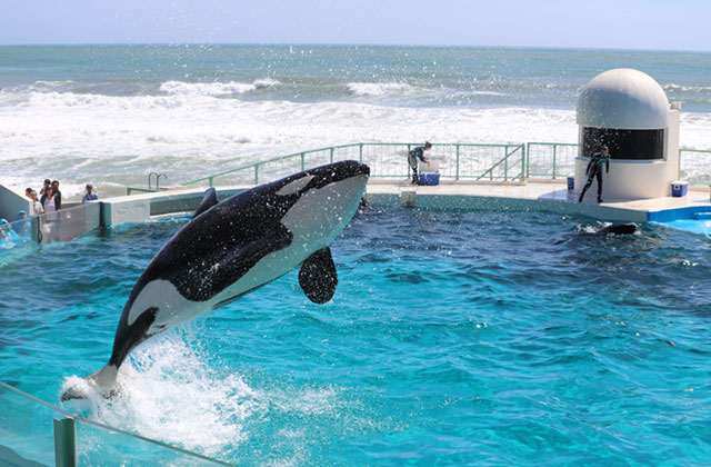 Kamogawa Sea World