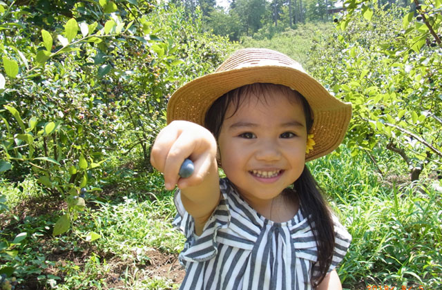 Blueberry picking