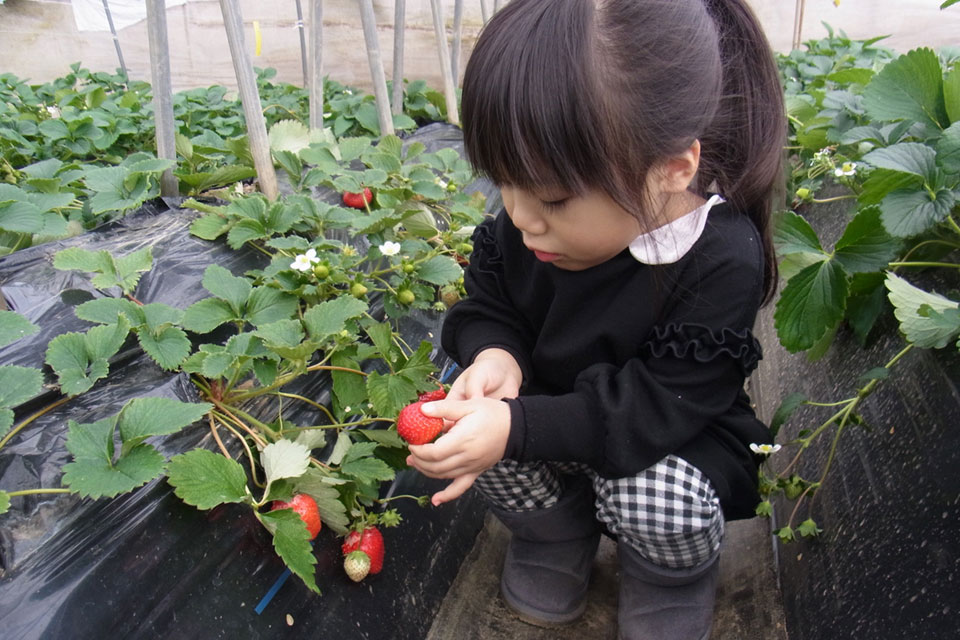 Strawberry picking